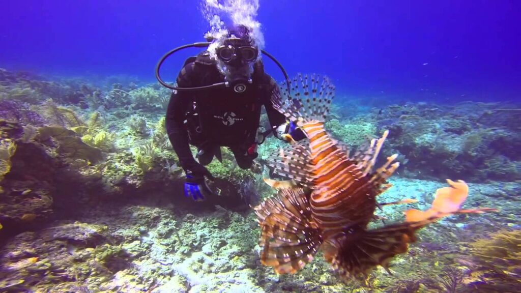 best diving spots in miami